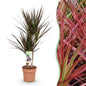 Dracaena Magenta - Drakenbloedboom - 1 plant - pot 17cm - hoogte 70-80cm