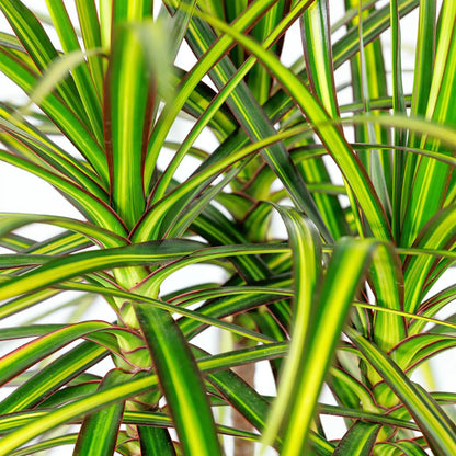 Dracaena Sunray - Drakenbloedboom - incl. pot wit - pot 21cm - hoogte 90-100cm