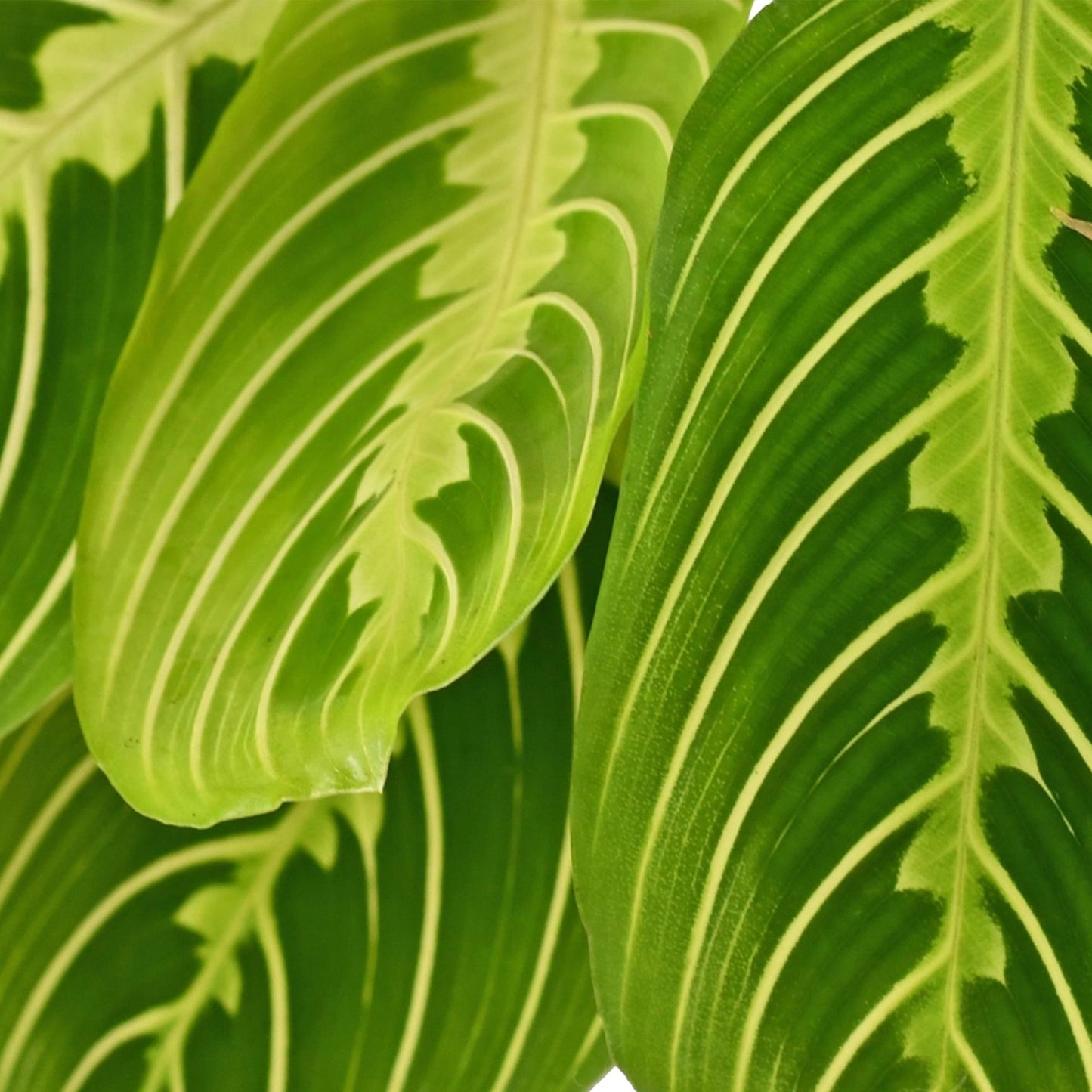 Green boutiQ - Kamerplant - Maranta Fascinator Lemon Lime - Gebedsplant - Huisdiervriendelijke Plant - Groen - 1 Plant - met Mand - Pot 12cm - Hoogte 25cm