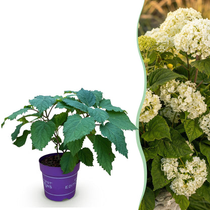 Hydrangea arborescens 'FlowerWOW' - Hortensia - hoogte 20-30cm