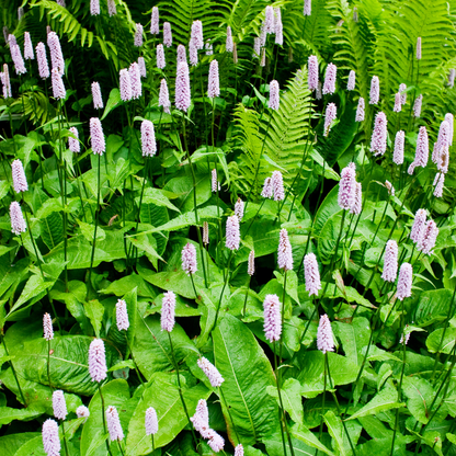 Persicaria bistorta - Adderwortel