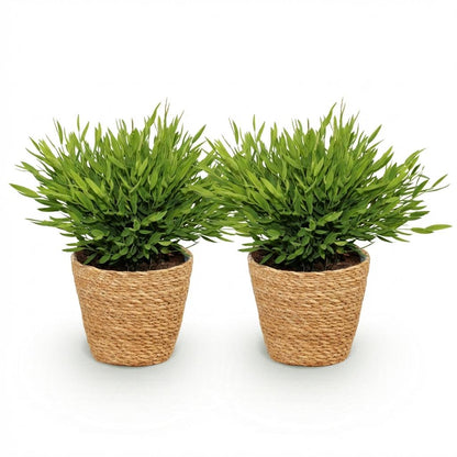 Green boutiQ - Kamerplant - Bamusa Pogonatherum Monica - Bamboegras - Huisdiervriendelijke Plant - Groen - 2 Planten - met Mand - Pot 12cm - Hoogte 20cm