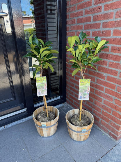 Prunus lauroverasus 'Etna®' op stam - Laurierkers - hoogte 90cm