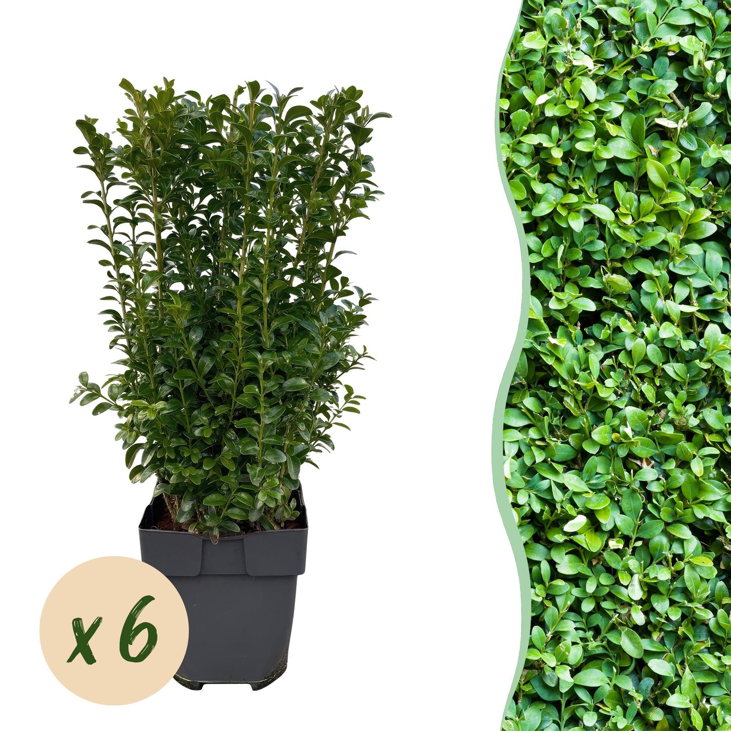 Buxus sempervirens - Palmboompje - hoogte 40-45cm