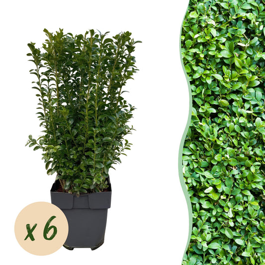 Buxus sempervirens - Palmboompje - hoogte 40-45cm