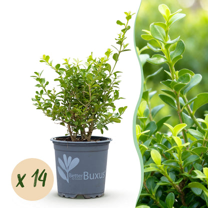 Green boutiQ - Buxus Haag - BetterBuxus Babylon Beauty - Resistant tegen de Buxus Schimmel - 14 planten - 2 strekkende meter - pot 10,5cm hoogte 25-30