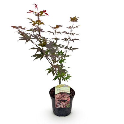 Acer palmatum 'Atropurpureum' - Japans esdoorn - hoogte 70cm