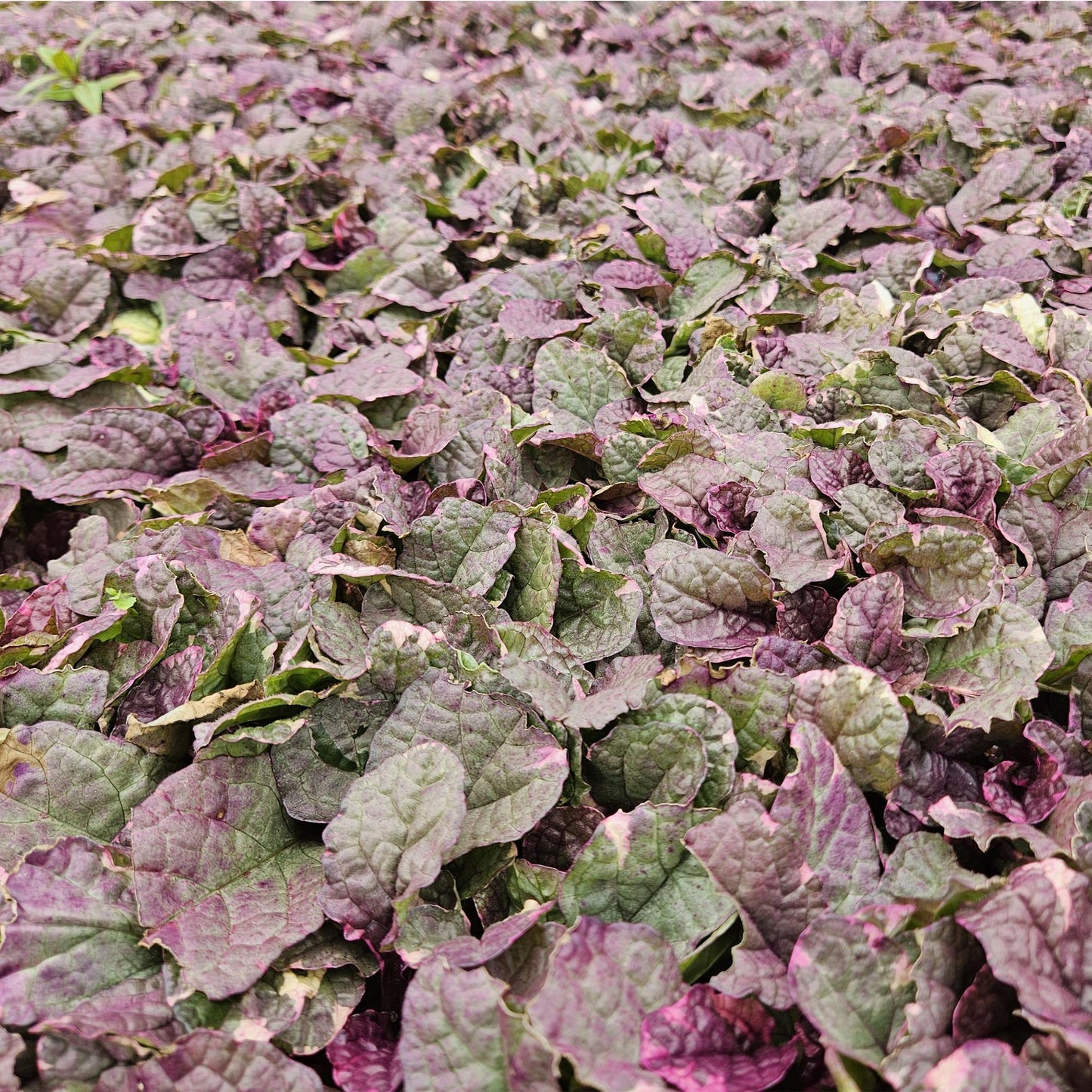 Ajuga reptans 'Burgundy Glow' - Kruipend zenegroen