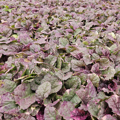 Ajuga reptans 'Burgundy Glow' - Kruipend zenegroen