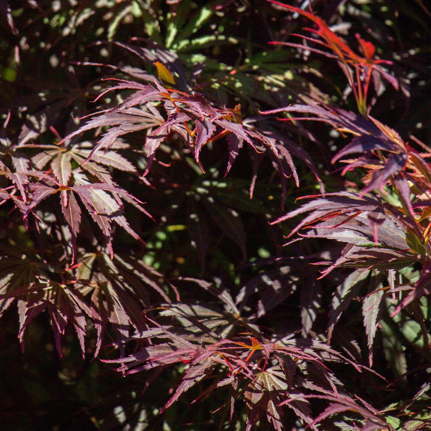 Acer palmatum 'Trompenburg' - Japanse Esdoorn - hoogte 70cm