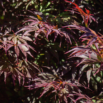 Acer palmatum 'Trompenburg' - Japanse Esdoorn - hoogte 70cm