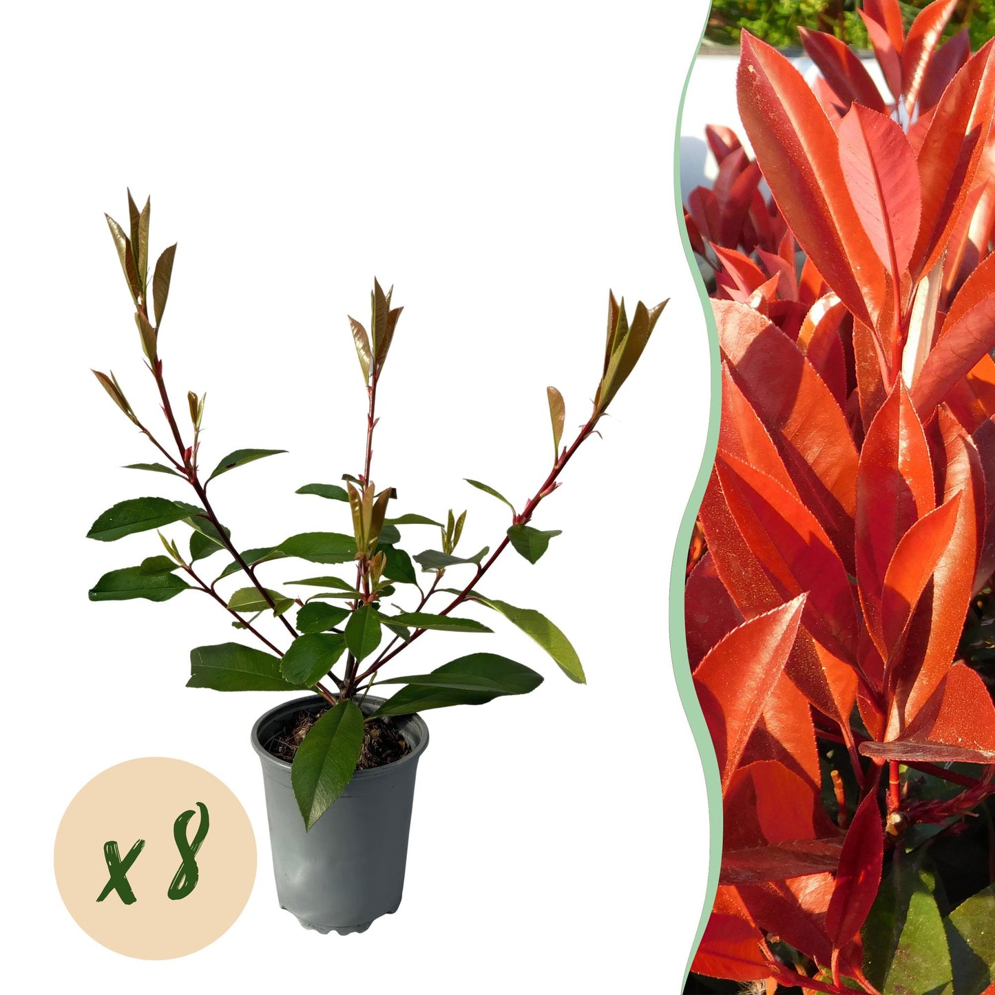 Photinia fraseri 'Red Robin' - Glansmispel - hoogte 30-35cm