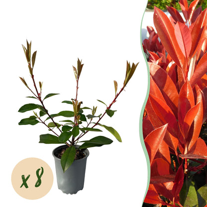 Photinia fraseri 'Red Robin' - Glansmispel - hoogte 30-35cm