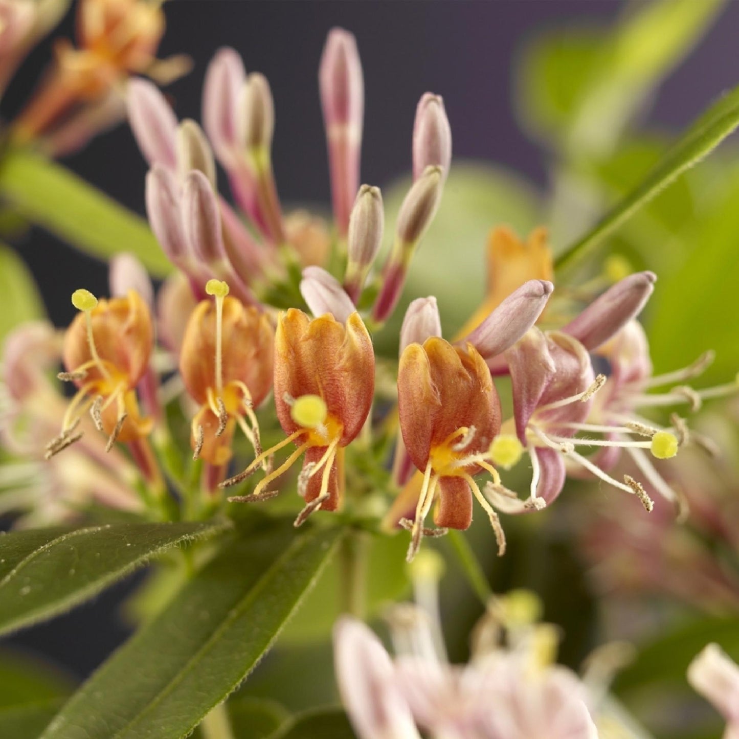 Lonicera henryi - Kamperfoelie