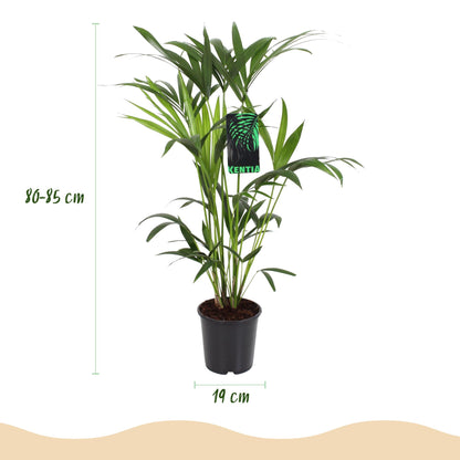 Howea Forsteriana - Kentia Palm - incl. mand - pot 19cm - hoogte 80-85cm