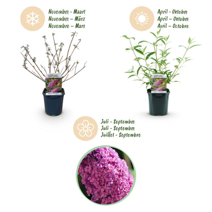 Green boutiQ - Tuinplant - Buddleja davidii Pink Delight - Vlinderstruik - Winterhard - Roze - 3 Planten - Pot 17cm - Hoogte 45cm