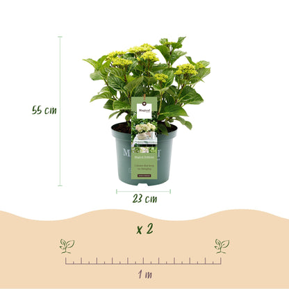 Hydrangea 'Magical Nobless' - Witte Hortensia - 6-10 bloemen - hoogte 55cm