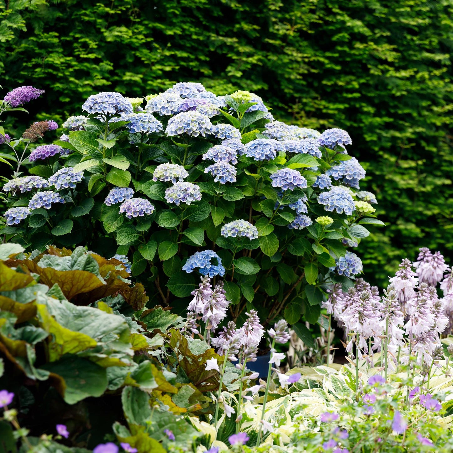 Hydrangea 'Magical Revolution Blue' - Blauwe Hortensia - 6-10 bloemen - hoogte 55cm