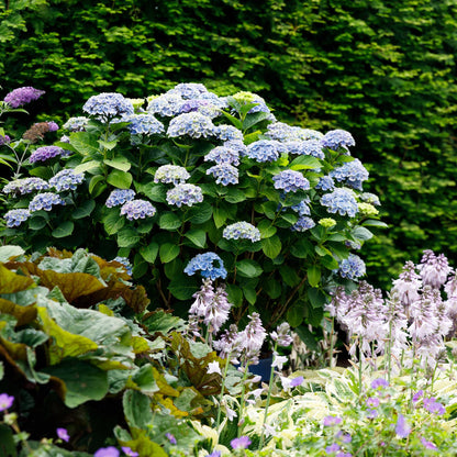 Hydrangea 'Magical Revolution Blue' - Blauwe Hortensia - 6-10 bloemen - hoogte 55cm