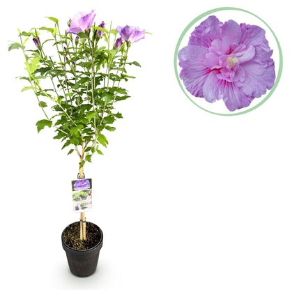 Hibiscus syriacus 'Lavendor Chiffon®' op stam - Altheastruik - hoogte 90cm