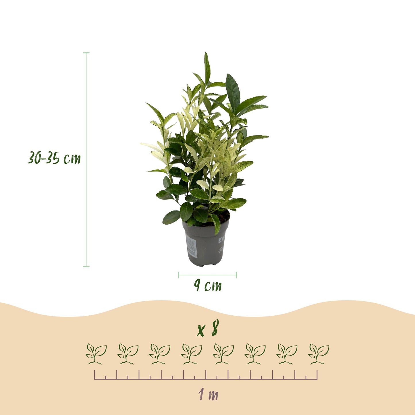 Euonymus japonica 'Paloma Blanca' - Kardinaalsmuts - hoogte 30-35cm