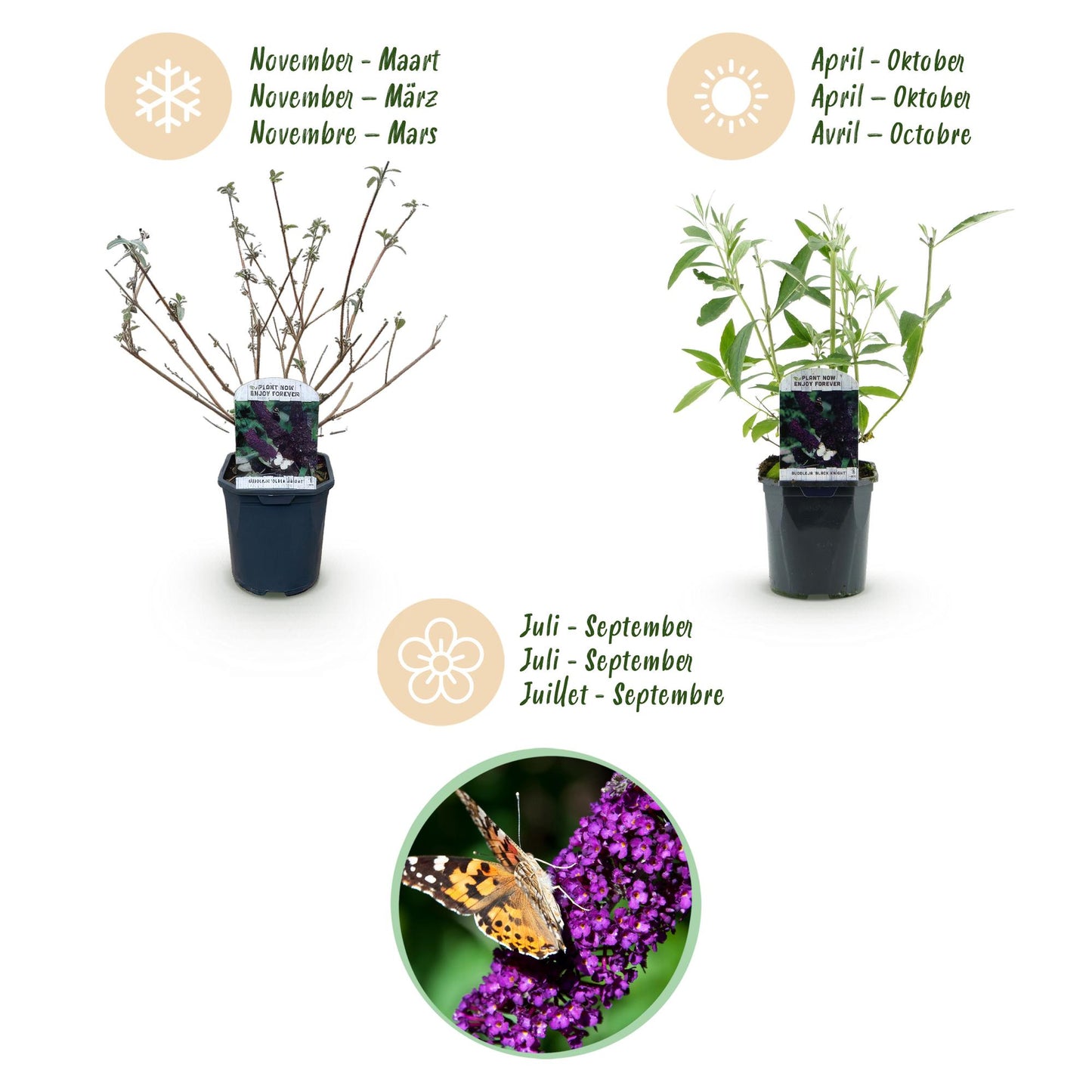 Buddleja davidii 'Black Night' - Vlinderstruik - hoogte 45cm