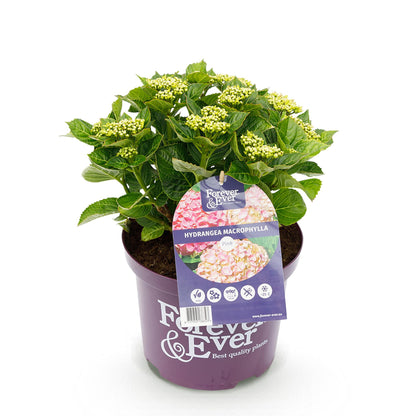 Hydrangea 'Forever & Ever Pink' - Roze Hortensia - 7-12 bloemen - hoogte 55cm