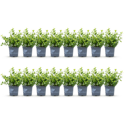 Green boutiQ - Buxus Haag - BetterBuxus Babylon Beauty - Resistant tegen de Buxus schimmel - 16 planten - 2 strekkende meter - pot 9cm hoogte 20-25