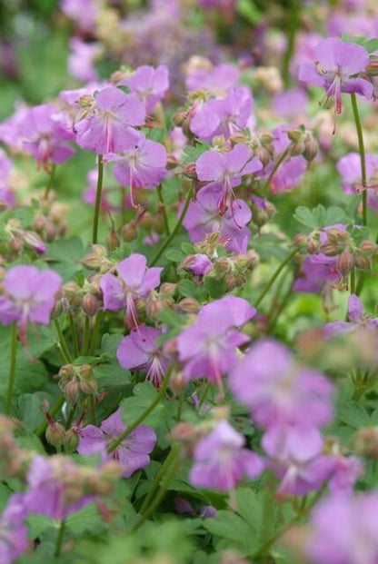 Geranium cantabrigiense 'Cambridge' Ooievaarsbek