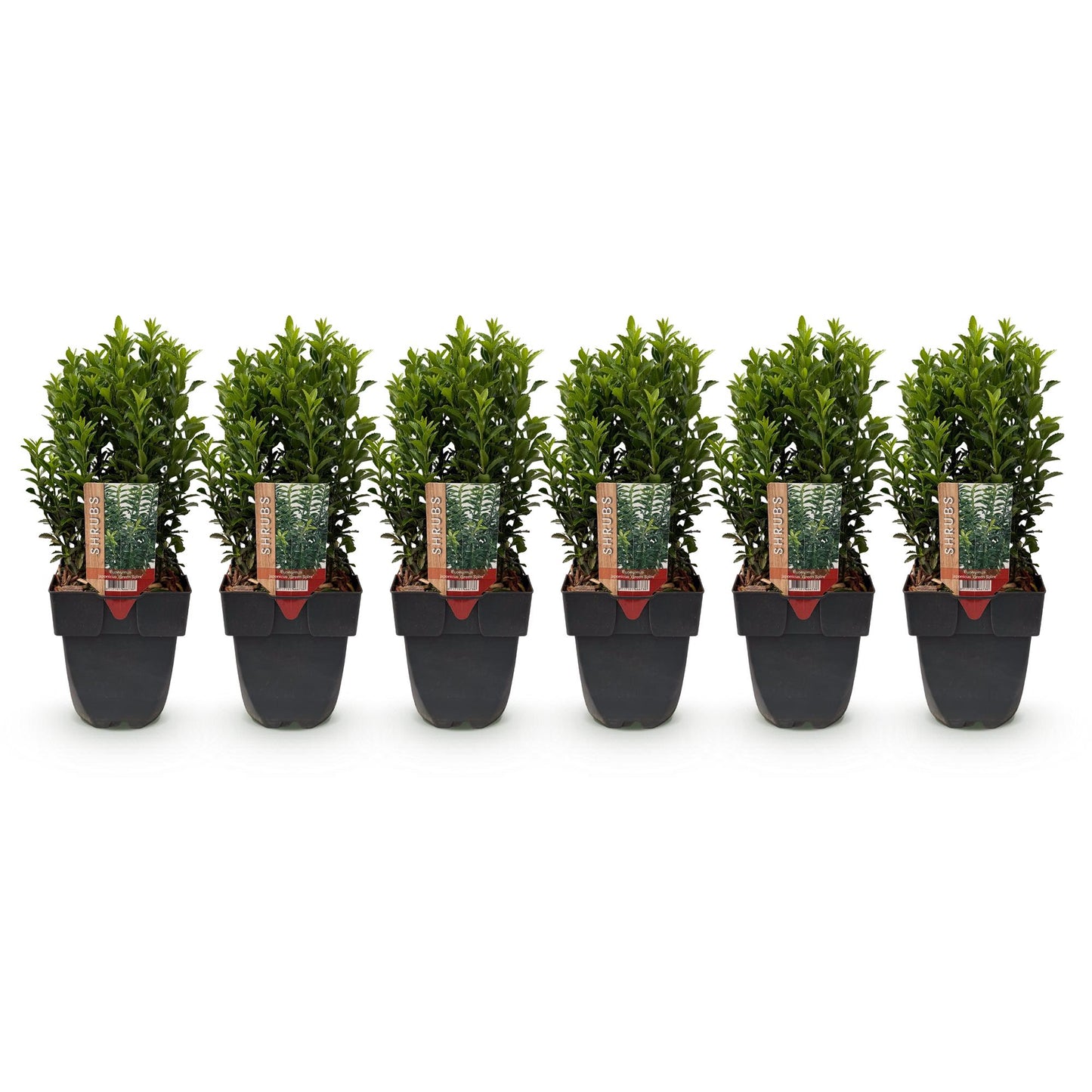 Euonymus japonica 'Green Spire' - Kardinaalsmuts - hoogte 40cm