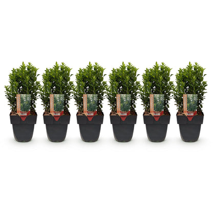 Euonymus japonica 'Green Spire' - Kardinaalsmuts - hoogte 40cm