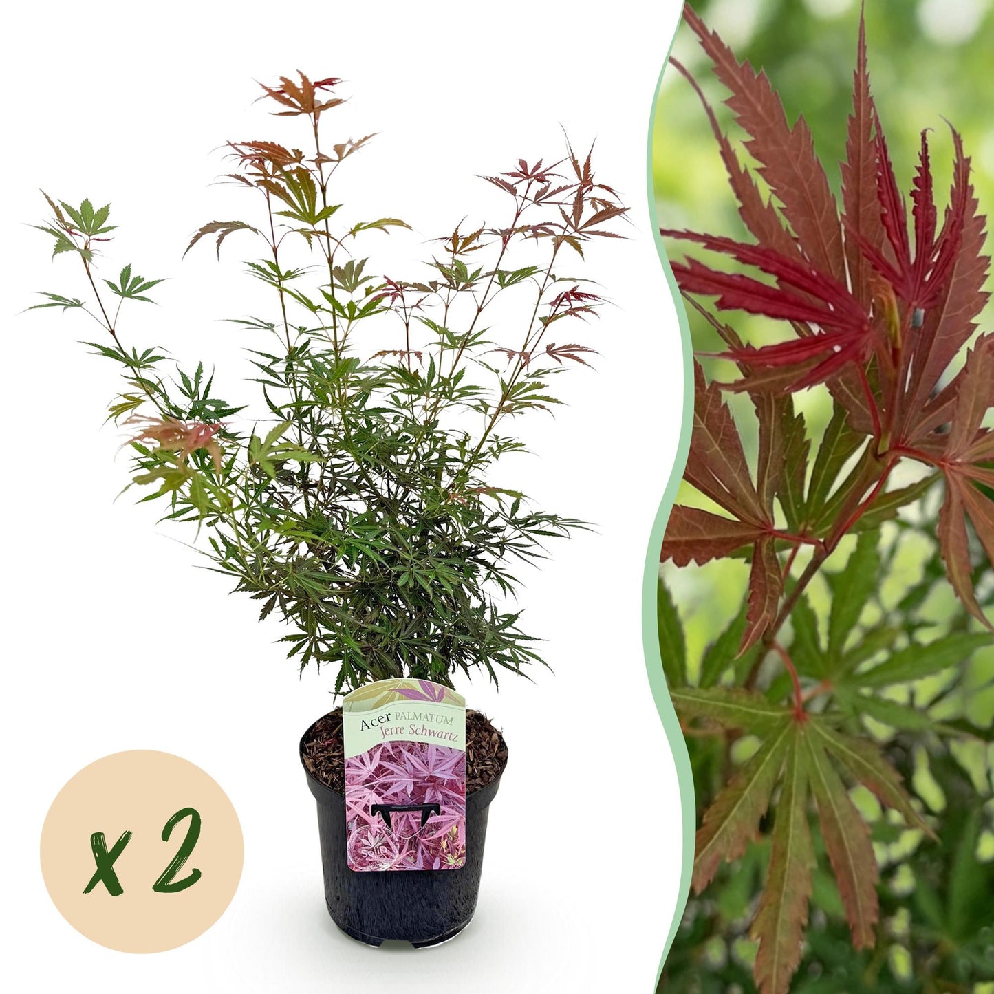 Green boutiQ - Terrasplant - Japanse Esdoorn - Acer palmatum Jerre Swarts - Donker Rood - 2 Planten - Bladverliezend -  Pot 19cm Hoogte 70cm