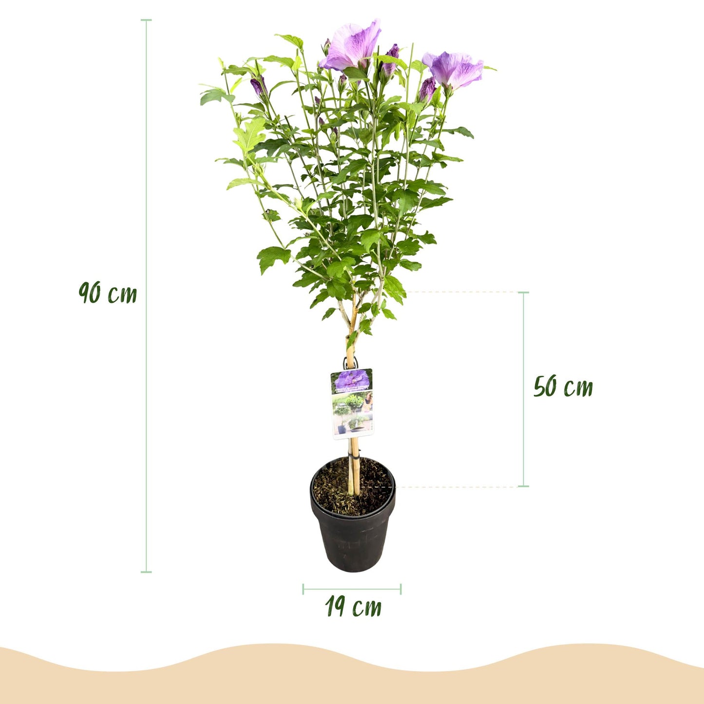 Hibiscus syriacus 'Lavendor Chiffon®' op stam - Altheastruik - hoogte 90cm