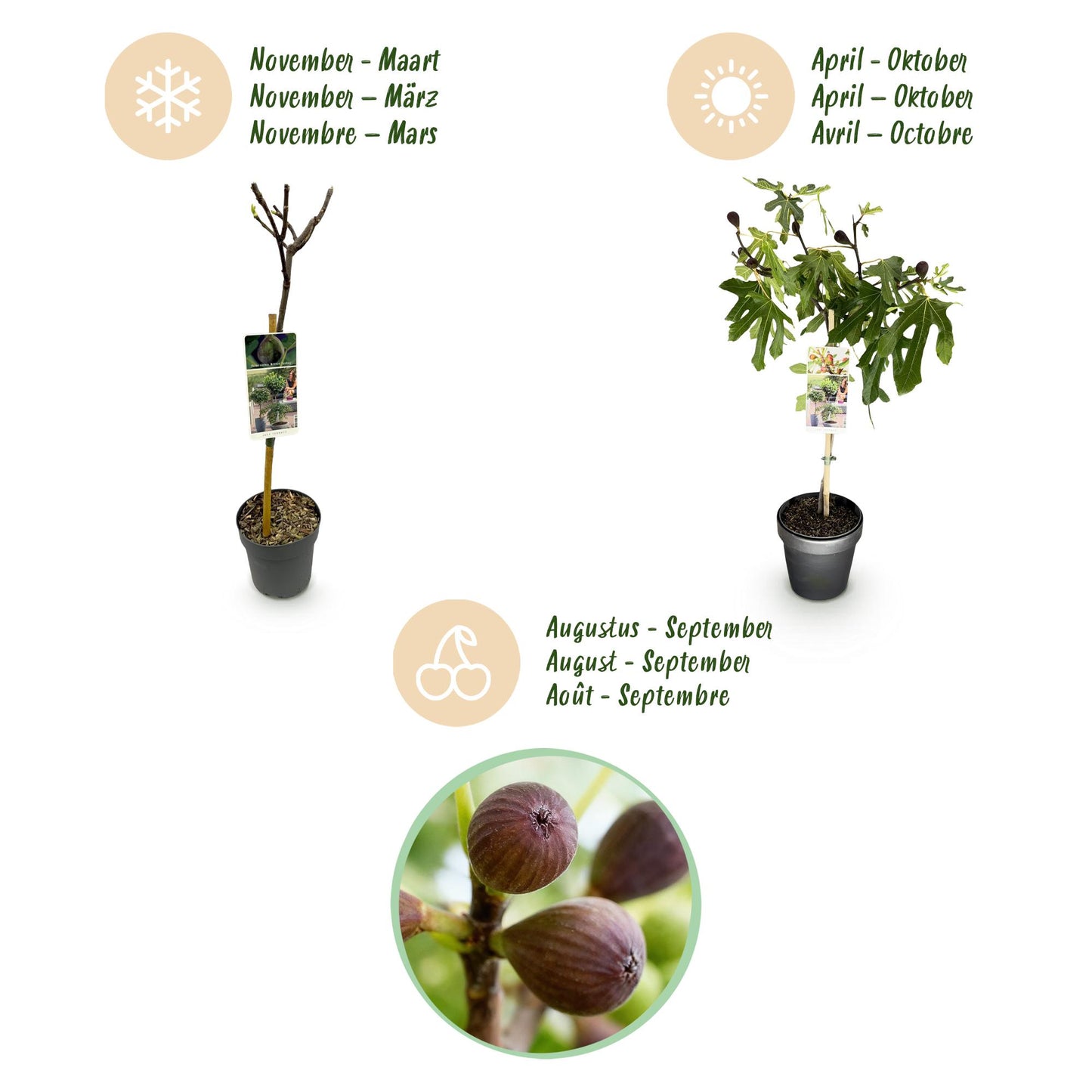 Ficus carica 'Little Miss Figgy' op stam - Vijg - hoogte 90cm