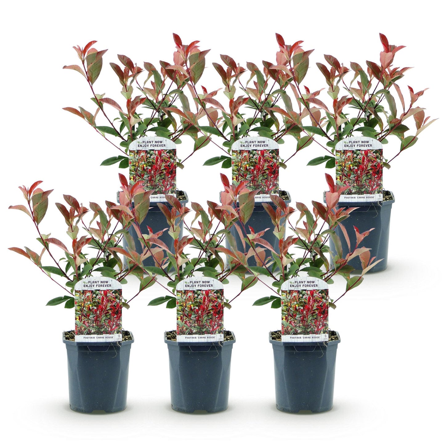 Photinia fraseri 'Carre Rouge' - Glansmispel - 6 planten - pot 17cm - hoogte 55cm