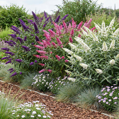 Green boutiQ - Tuinplant - Buddleja davidii Tricolour - Vlinderstruik - Winterhard - Blauw - Roze - Wit - 3 Planten - Pot 17cm - Hoogte 45cm