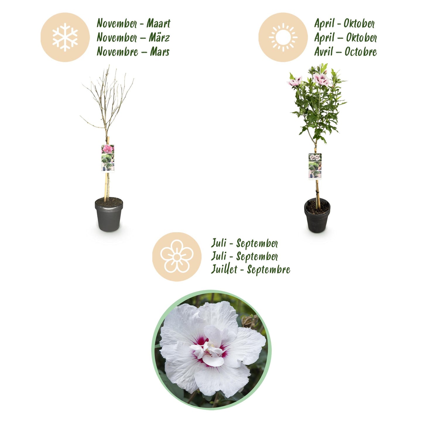 Hibiscus syriacus 'Starburst Chiffon®' op stam - Altheastruik - hoogte 90cm