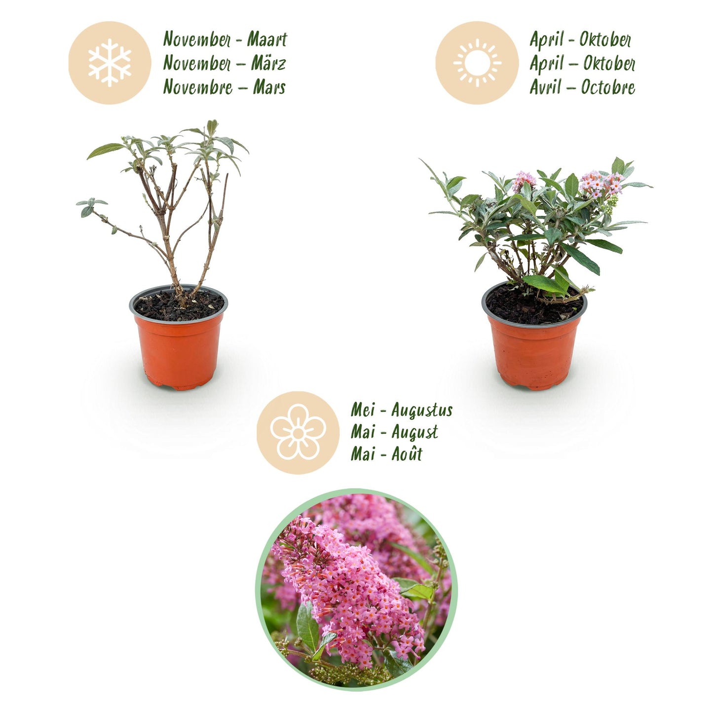 Green boutiQ - Tuinplant - Buddleja davidii Butterfly Candy Little Pink - Vlinderstruik - Compact - Roze - 3 Planten - Pot 12cm - Hoogte 20-25cm