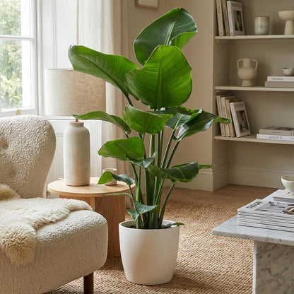 Strelitzia Nicolai met Potter pot wit - 80cm - Ø21