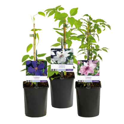 Clematismix 'Tricolor'  - Bloem Roze Wit Paars - 3 planten - Pot 11cm - Hoogte 40cm