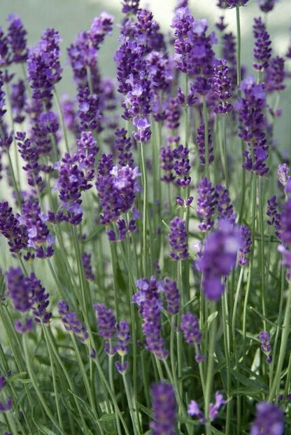 Lavandula angustifolia 'Dwarf Blue' - Lavendel