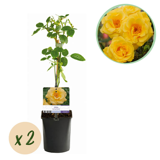 Rosa 'Spring Queen' - Klimroos
