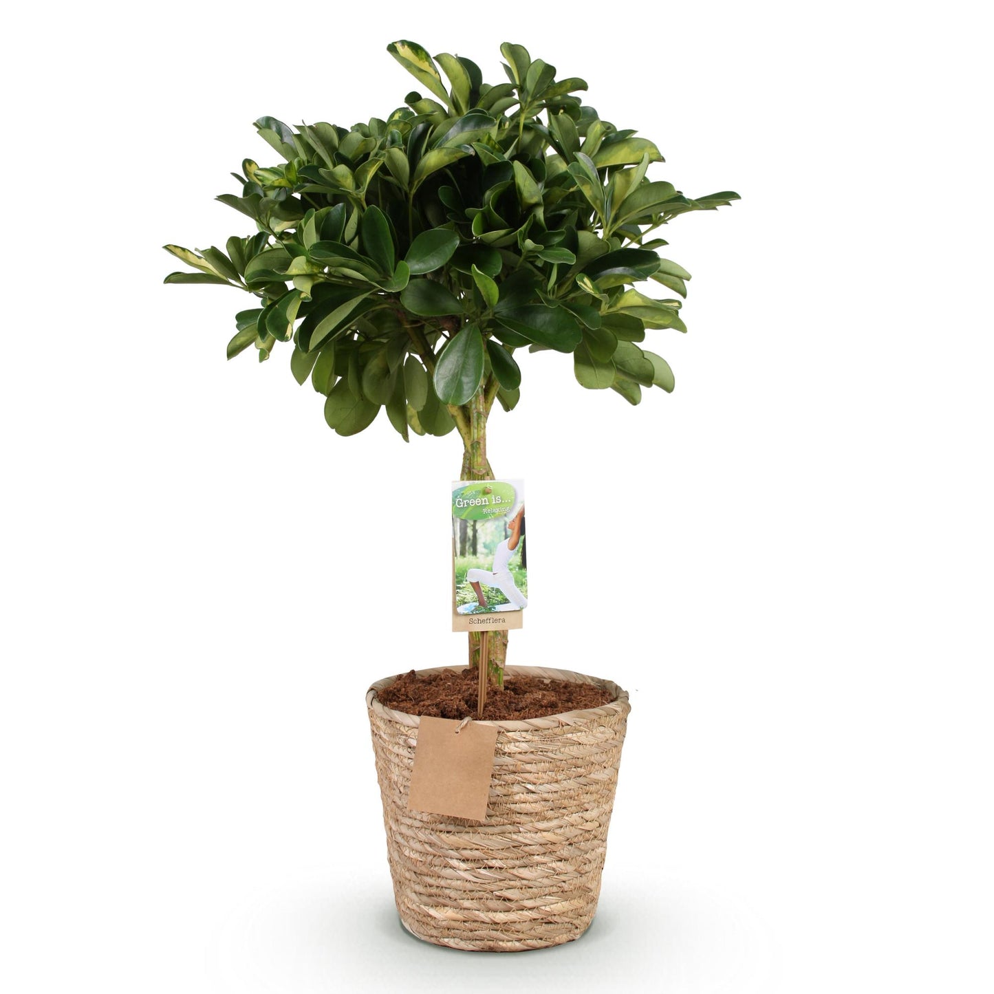 Schefflera Gold Capelle - Vingerboom - incl. mand - pot 21cm - hoogte 70-81cm