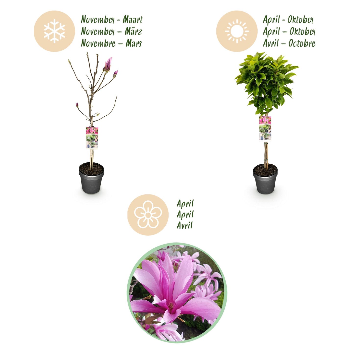 Magnolia 'Susan' op stam - Magnolia - hoogte 90cm