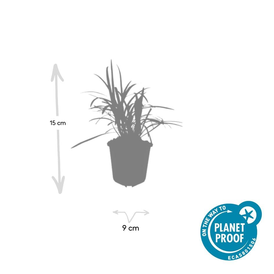 Liriope muscari 'Monroe White' - Leliegras