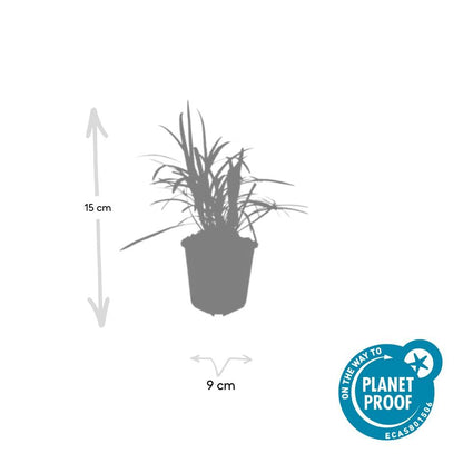 Liriope muscari 'Monroe White' - Leliegras