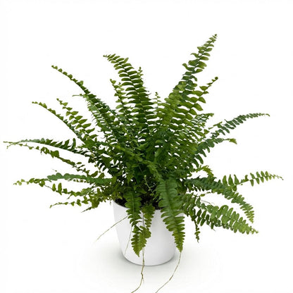 Green boutiQ - Kamerplant - Nephrolepsis exaltata Green Lady - Varen - Huisdiervriendelijke Plant - Groen - 1 Plant - met Potter Wit - Pot 12cm - Hoogte 25cm