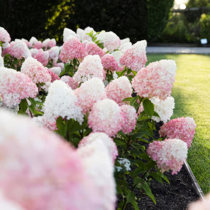 Hydrangea panniculata 'Living Pink & Rose' - Pluimhortensia - hoogte 20-30cm