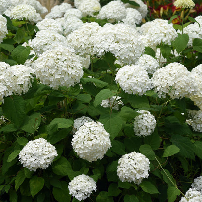 Hydrangea arborescens 'Annabelle' - Pluimhortensia - hoogte 50cm