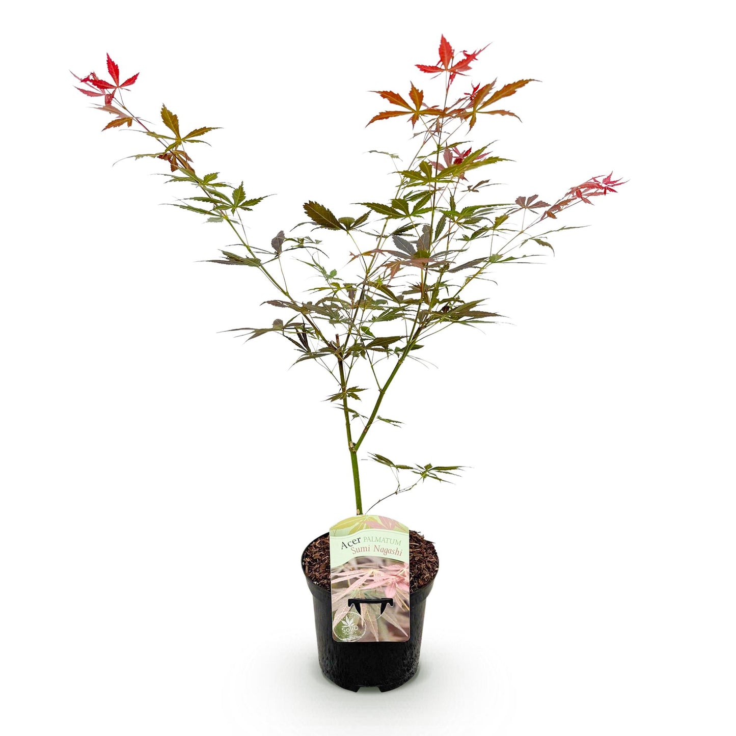 Acer palmatum 'Sumi-Nagashi' - Japanse Esdoorn - hoogte 70cm
